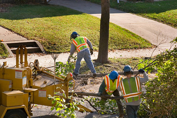 Best Lawn Renovation and Restoration  in Grandy, NC